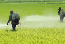 Governo libera o registro de 38 agrotóxicos genéricos para uso dos agricultores