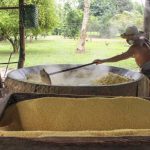 Bragança (PA) conquista Indicação Geográfica para farinha de mandioca