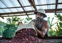 Maior produtor de café do mundo Brasil possui 12 indicações geográficas do grão