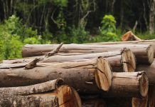 Serviço Florestal recebe patente para máquina de classificação de madeira