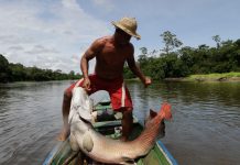 Pirarucu de manejo recebe Indicação Geográfica abrangendo nove municípios do Amazonas